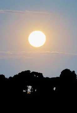 Blood moon during rising before eclipse above black silhouette tree in vert.. Stock Photos