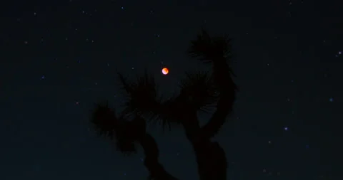 Blood Moon Lunar Eclipse Joshua Tree Silhouette Night Sky Stars Desert Timelapse Stock Footage 330508613