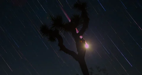 Blood Moon Lunar Eclipse Joshua Tree Silhouette Night Sky Stars Desert Timelapse Stock Footage 330508848
