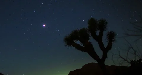Blood Moon Lunar Eclipse Joshua Tree Silhouette Night Sky Stars Desert Timelapse Stock Footage 330508944