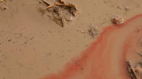 Blood in the Mud fields Stock Footage 51557522