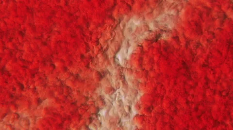 Blood Phase Microscope View 800x Stock Footage 40592311