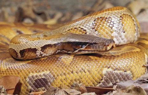 Blood Python Stockfoto's