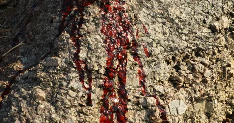 Blood on a Raw Stone Stock Footage 303878682