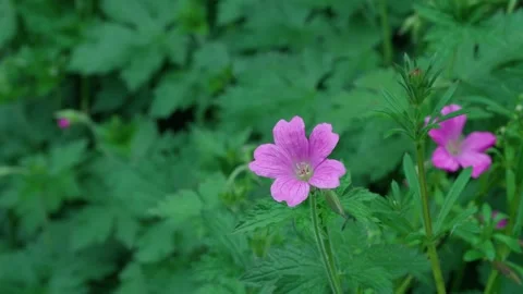Blood-red geranium flower Stockbeeldmateriaal 314856474