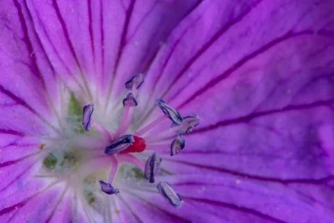 Blood red geranium Stock Photos