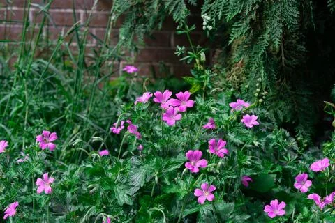 Blood-red geranium 库存照片
