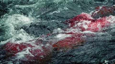 Blood In River Rapids (actual video is sharp, no pixelation) Stock Footage 62745433