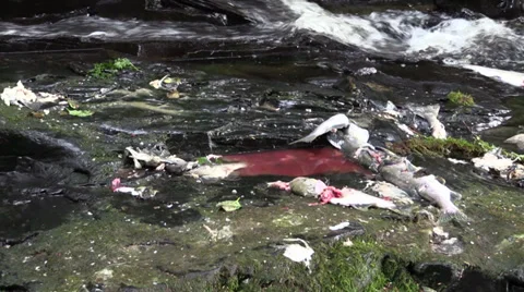 Blood on the Rocks Stock Footage 27770342