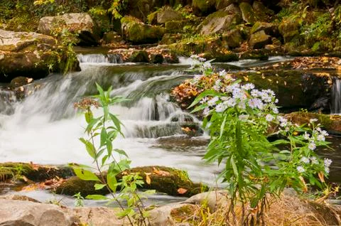 Blood Root Stock Photos