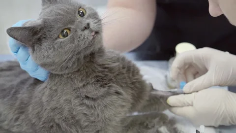 Blood sampling for analysis from a cat with a catheter. Stock Footage 153629431
