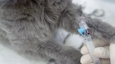 Blood sampling for analysis from a cat with a catheter. Stock Footage 156504341