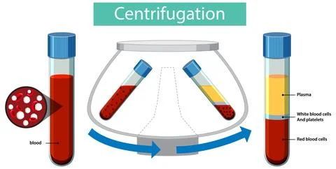 Blood Separation Process in Laboratory Centrifugation 스톡 일러스트