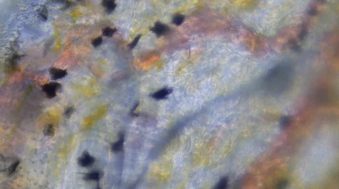 Blood Сirculatory System Stock Footage 42637076