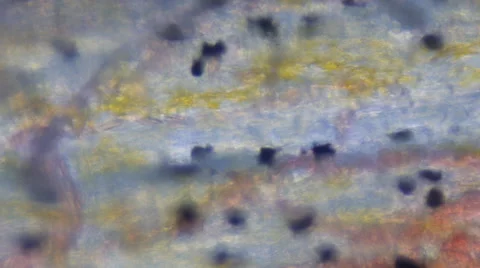 Blood Сirculatory System. Micro Video Stock Footage 42637130