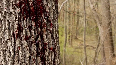 Blood Splatters on Tree in Forest 2 Vidéo 128149750