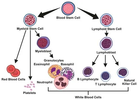 Blood stem cell types infographic diagram for biology physiology science vector Stock-Illustration