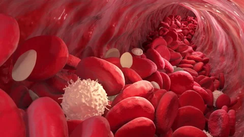Blood Stream inside vessel. Red and Wight Blood Cells. Video stock 135728238