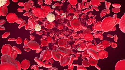 Blood Stream. Red and Wight Blood Cells. Video stock 149789718