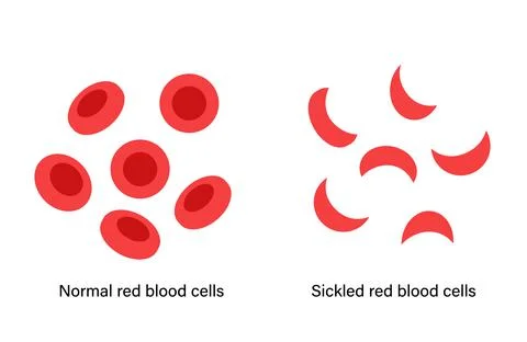 Blood structure concept Stock Illustration