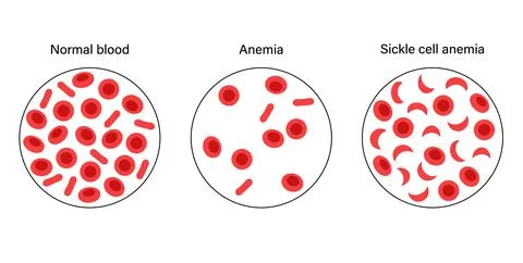 Blood structure concept Stock Illustration