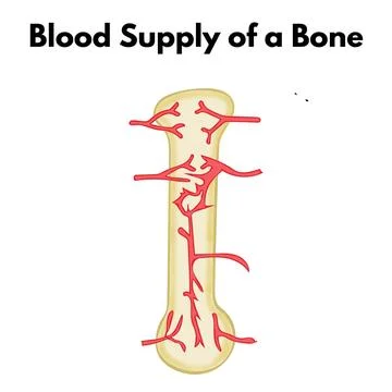 Blood Supply of a Bone - 1 Stock Illustration