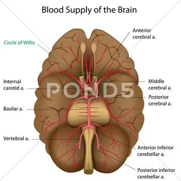 Blood supply of the brain Stock Illustration