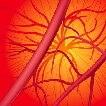 Blood system Stock Illustration