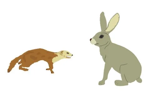 Blood thirsty weasel attack prey rabbit vector illustration Stock Illustration