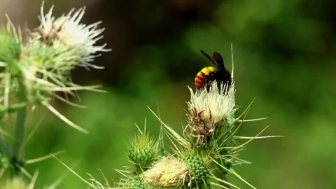Blood Tipped Bumble Bee Pollinating Himalayan Thistle In Himachal Pradesh Video stock 337681131