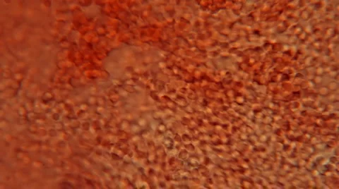 Blood Torrent Microscope View (HD) Stock Footage