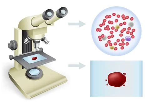 Blood under a microscope Stock Illustration