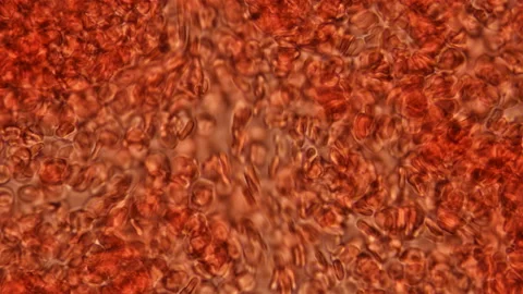 Blood under a microscope, the movement of red blood cells, cells that carry 스톡 동영상 119627886