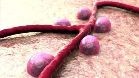Blood vessel, Beta cells Stock Footage 43386447