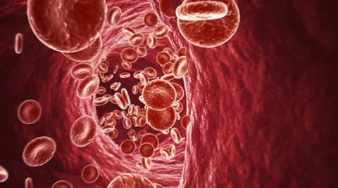 Blood Vessel Video stock 11517940