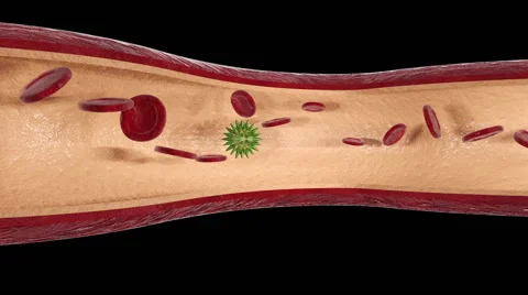 Blood Vessel Stock Footage 65455506