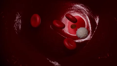 Blood vessel Stock Footage 305632333