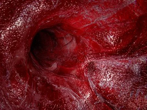 Blood vessel. Stock Illustration