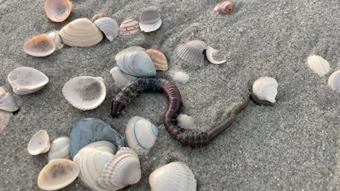 Blood worm on the beach 動画素材 289976945
