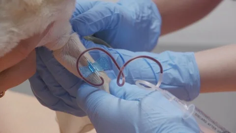 Blood2 Stock Footage 89606602