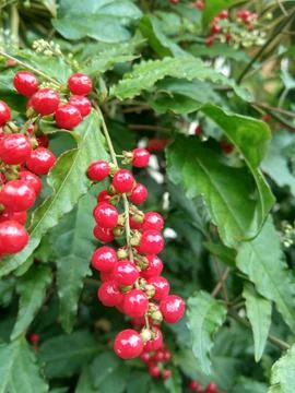 BLOODBERRY Stock Photos