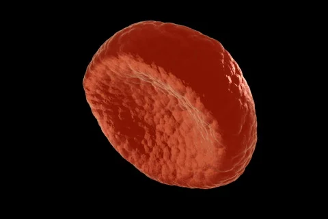 Bloodcell Stock Footage 495412