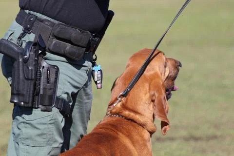 Bloodhound Foto stock