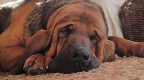 Bloodhound Sleeping Close Up Stock Footage 12453422