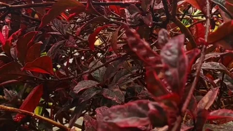 Bloodleafe plant Stock Footage 210764142