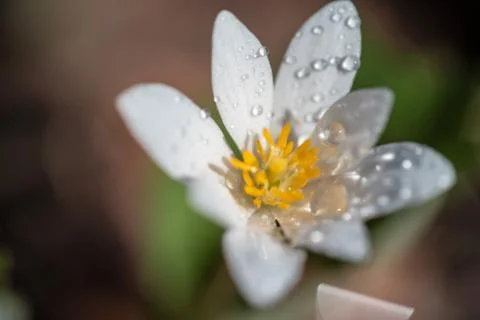 Bloodroot Closeup 스톡 사진