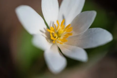 Bloodroot Closeup 스톡 사진