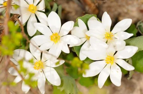 Bloodroot Stock Photos