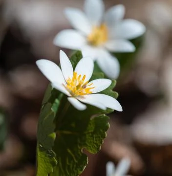 Bloodroot 스톡 사진