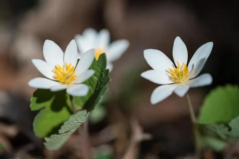 Bloodroot 库存照片